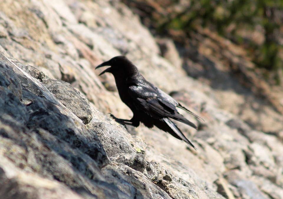 yellowstone-2008-063_2713371886_o.jpg