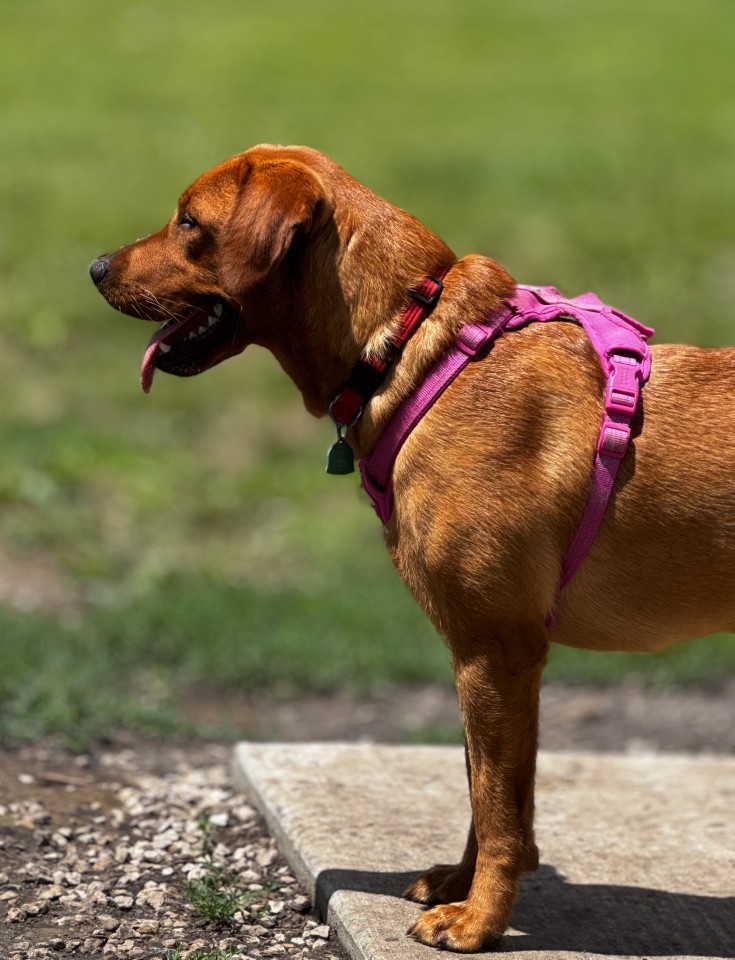 Amber-at-Dog-Park-IMG_2493.jpg